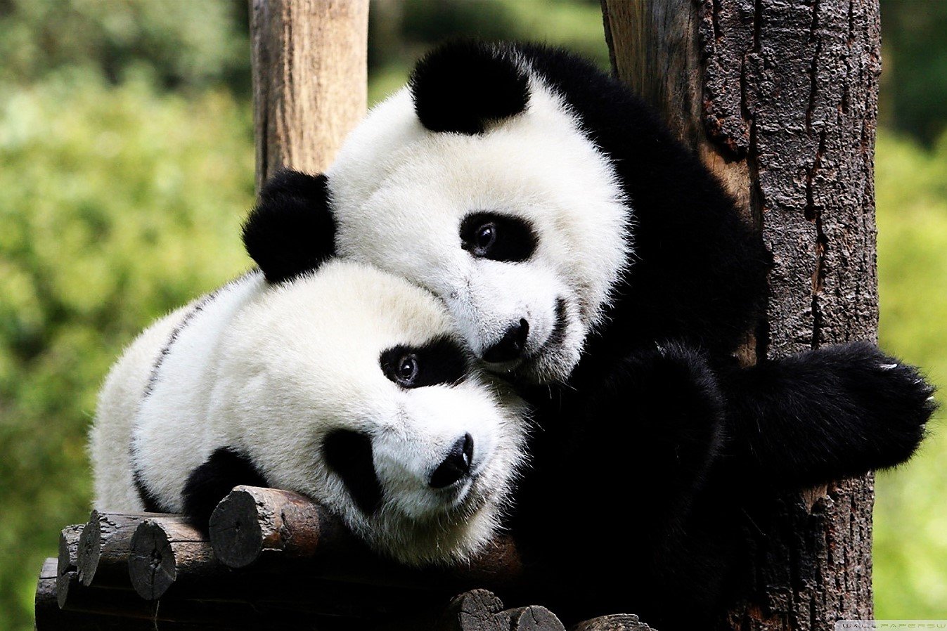 Как обнять панду в Чэнду