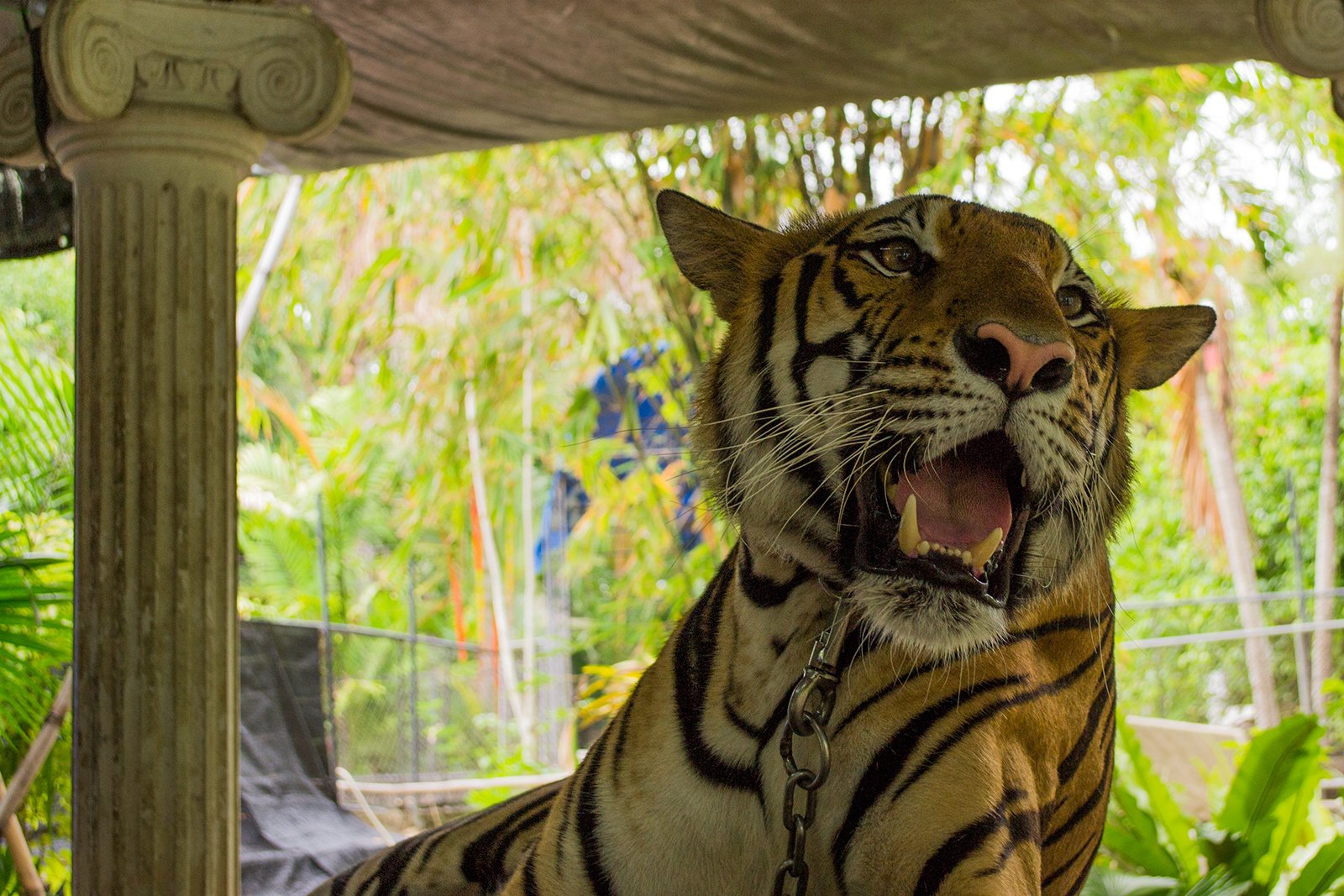 Как погладить бенгальского тигра на Пхукете