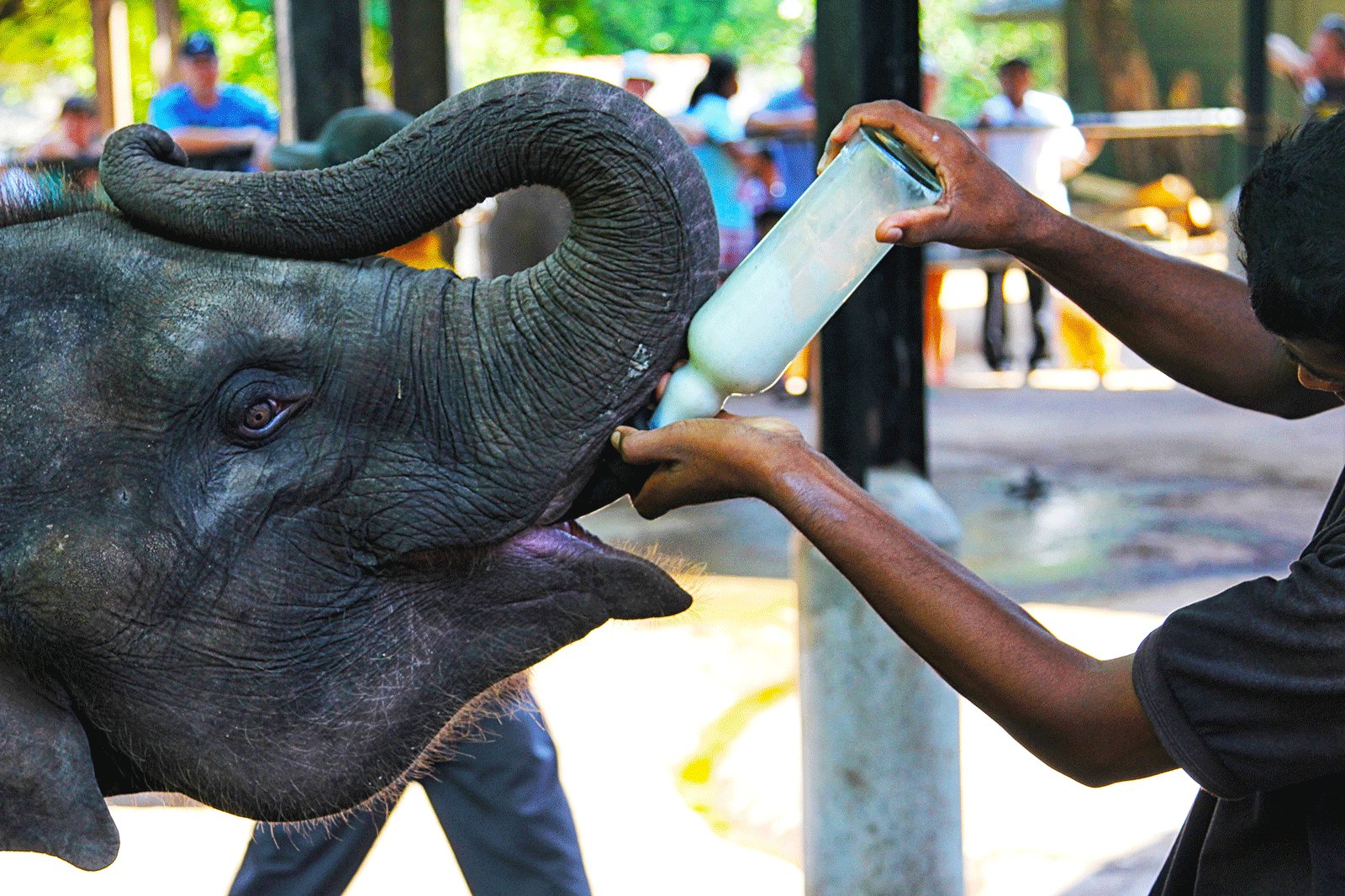 Шри ланка питомник. Слоновий питомник Шри Ланка Пиннавела. Шри Ланка слоны Пинавелла. Шри Ланка питомник слонов. Шри Ланка приют Пиннавела.
