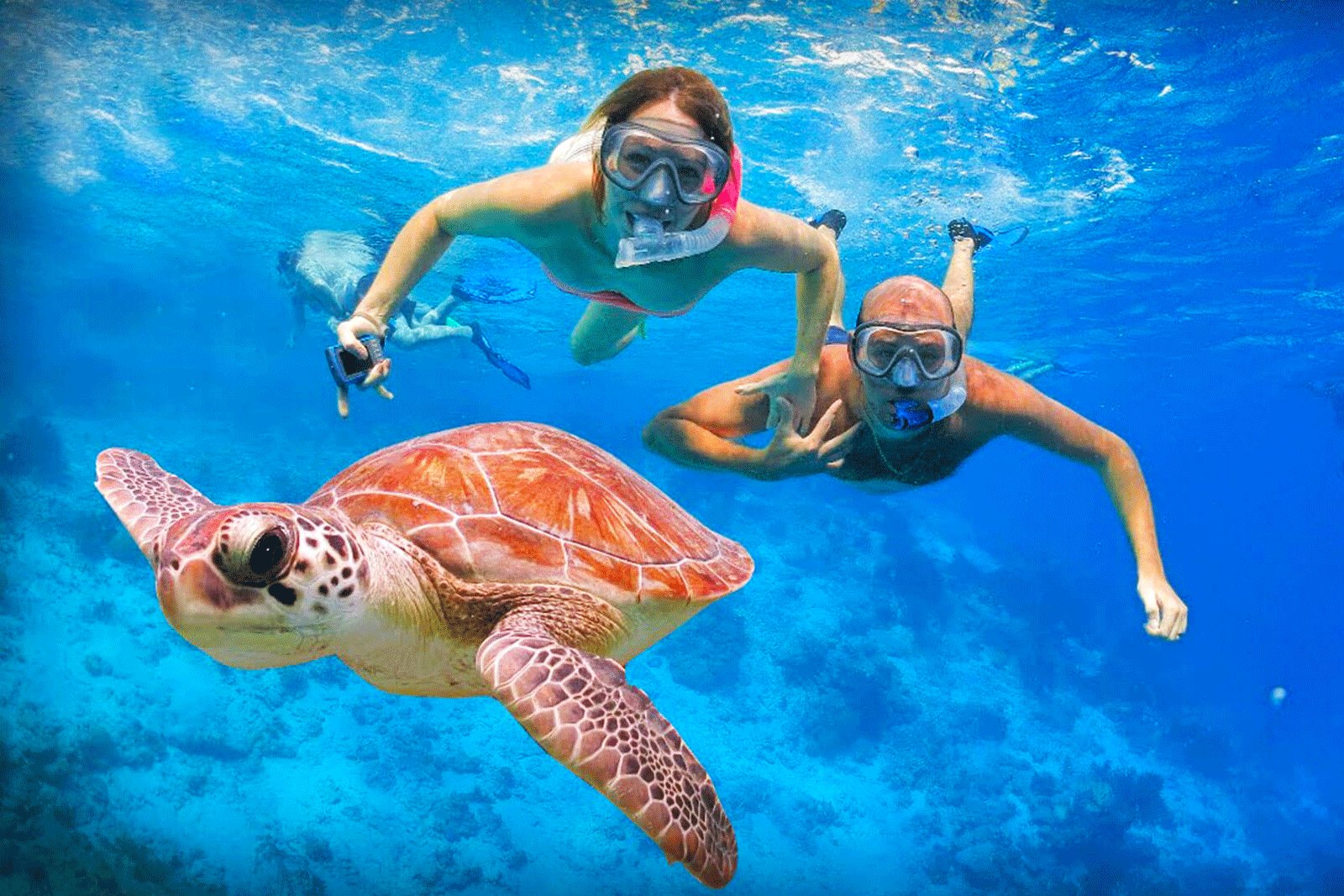 Как поплавать с черепахами в Галле