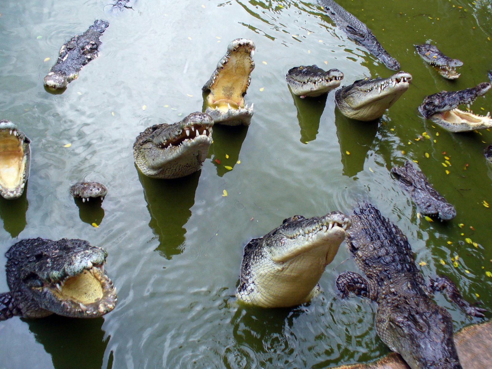 Как покормить крокодила в Паттайе