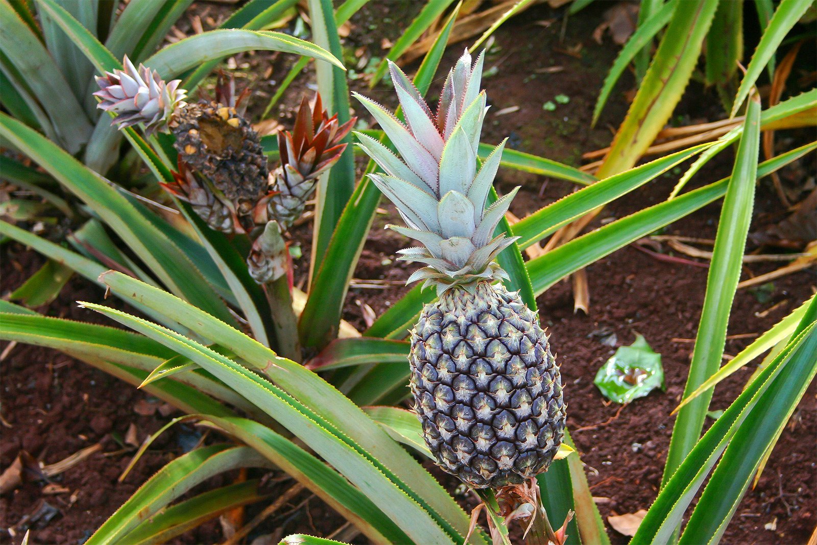 Как попробовать ананас на плантации в Паттайе