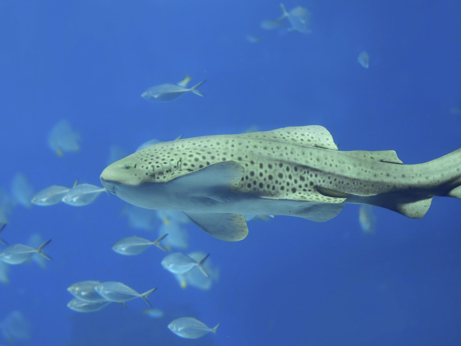 Как поплавать с леопардовыми акулами на Пхукете