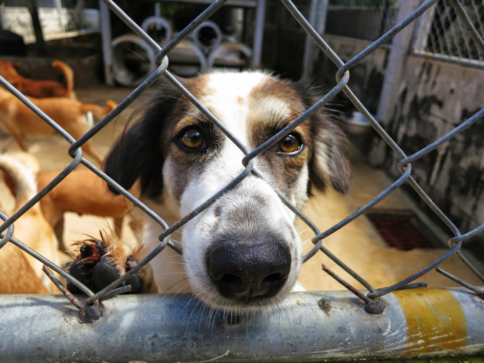 Как помочь бездомным собакам на Пхукете