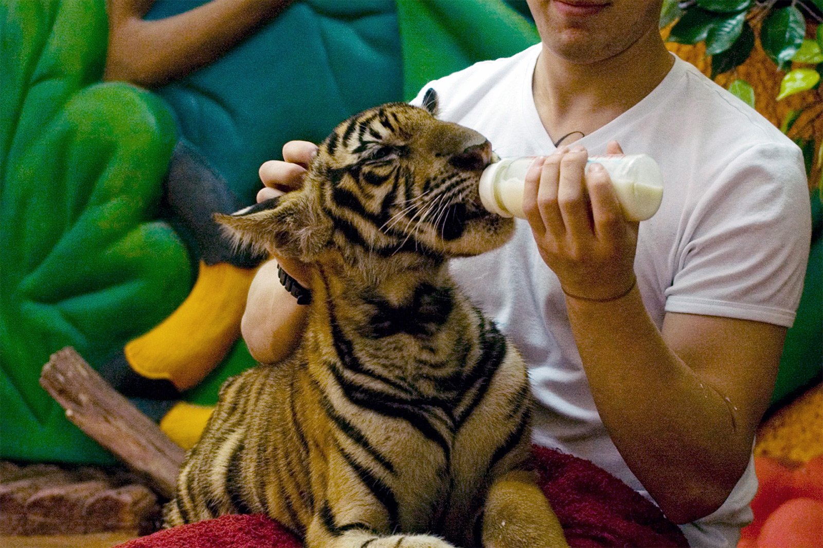 Как покормить молоком маленьких тигрят в Паттайе