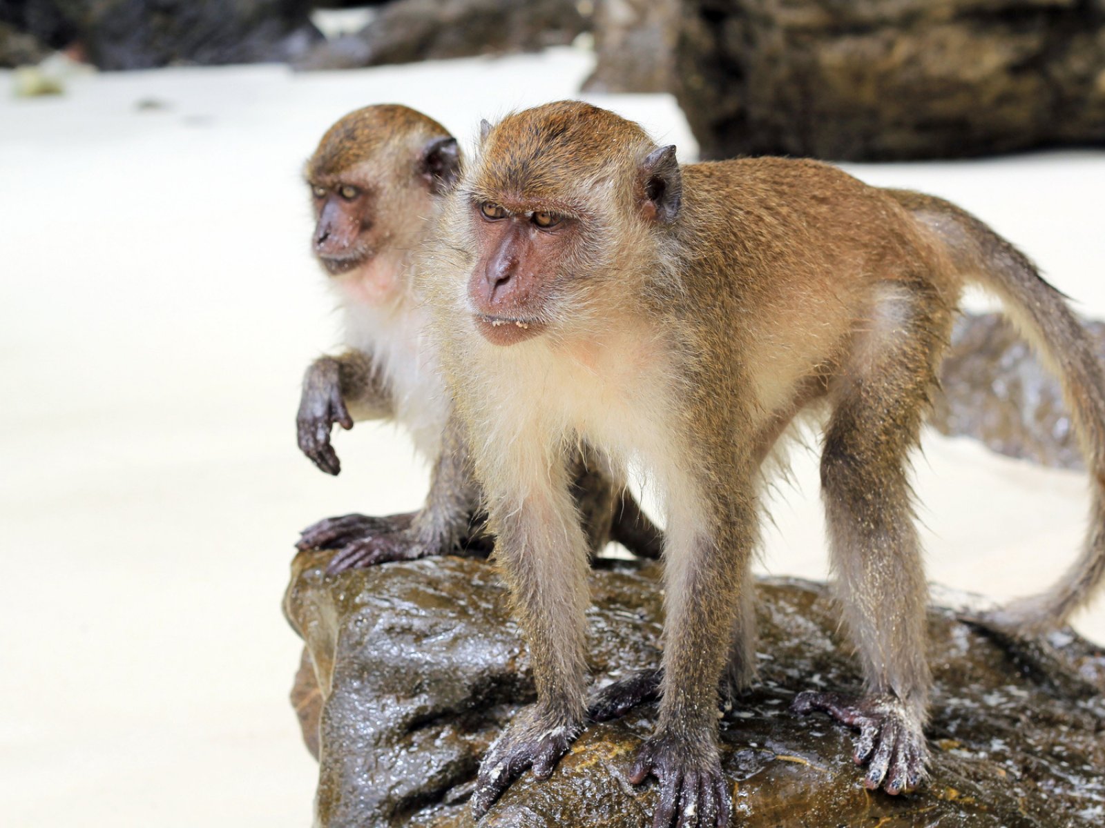 Как побывать на острове обезьян в Паттайе