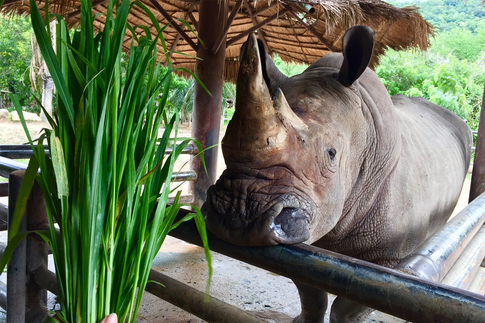 Как покормить носорога в Паттайе