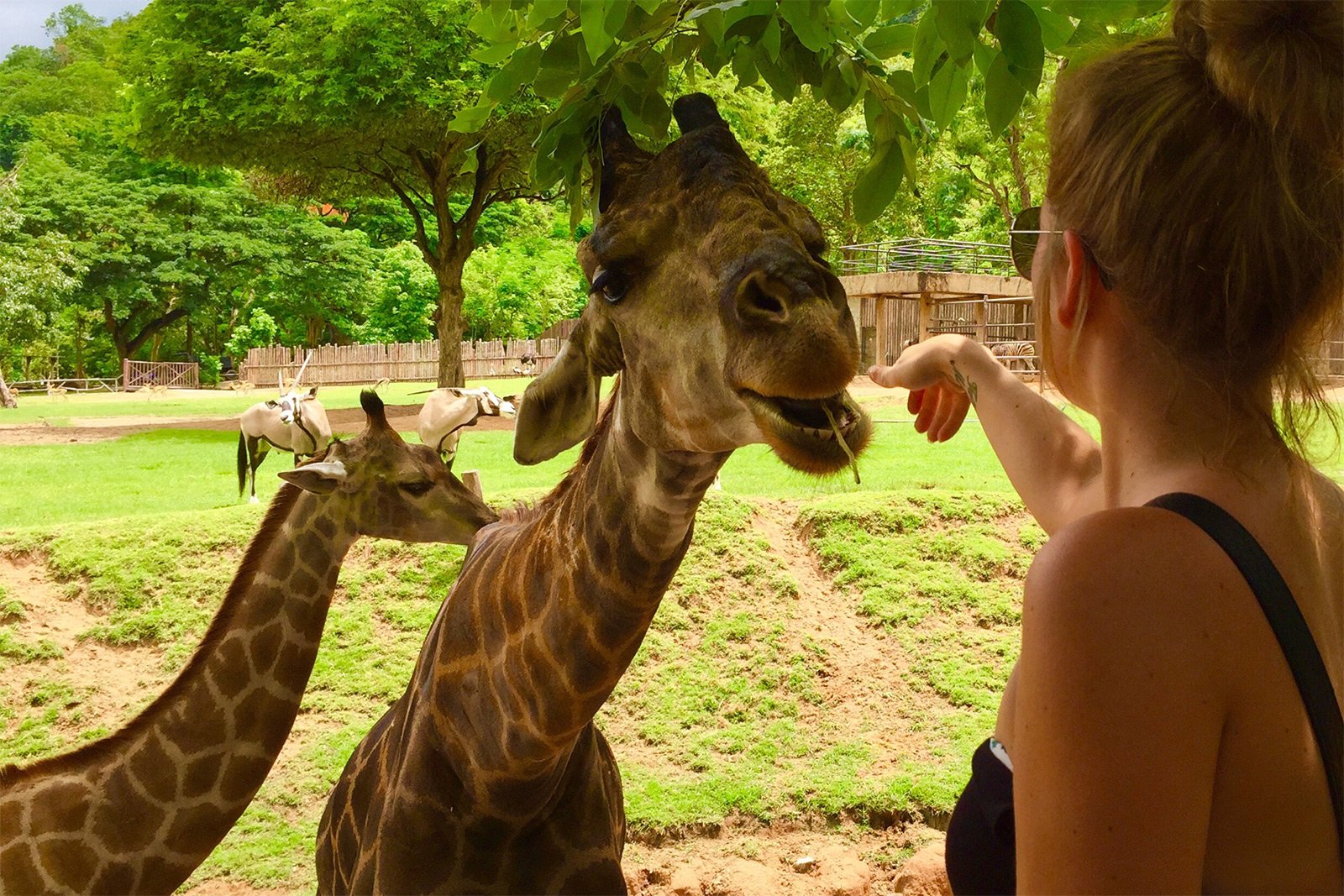 Как покормить жирафа в Паттайе