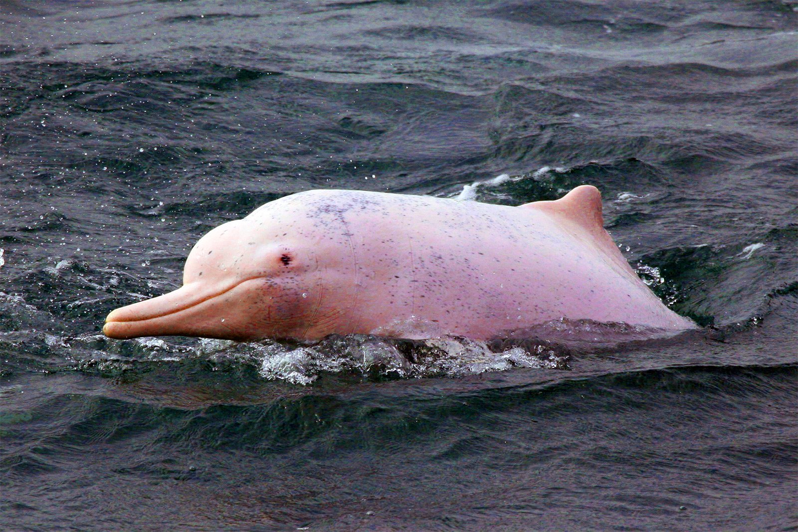 Как увидеть розовых дельфинов на Самуи