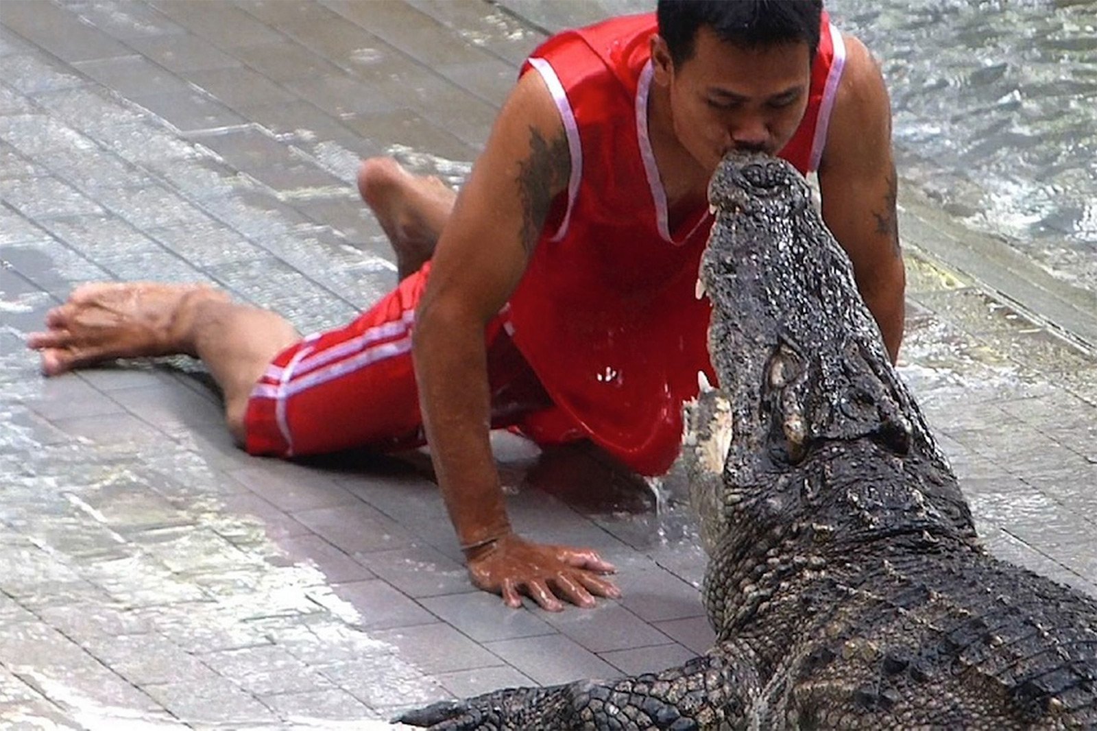 Как увидеть шоу крокодилов в Паттайе