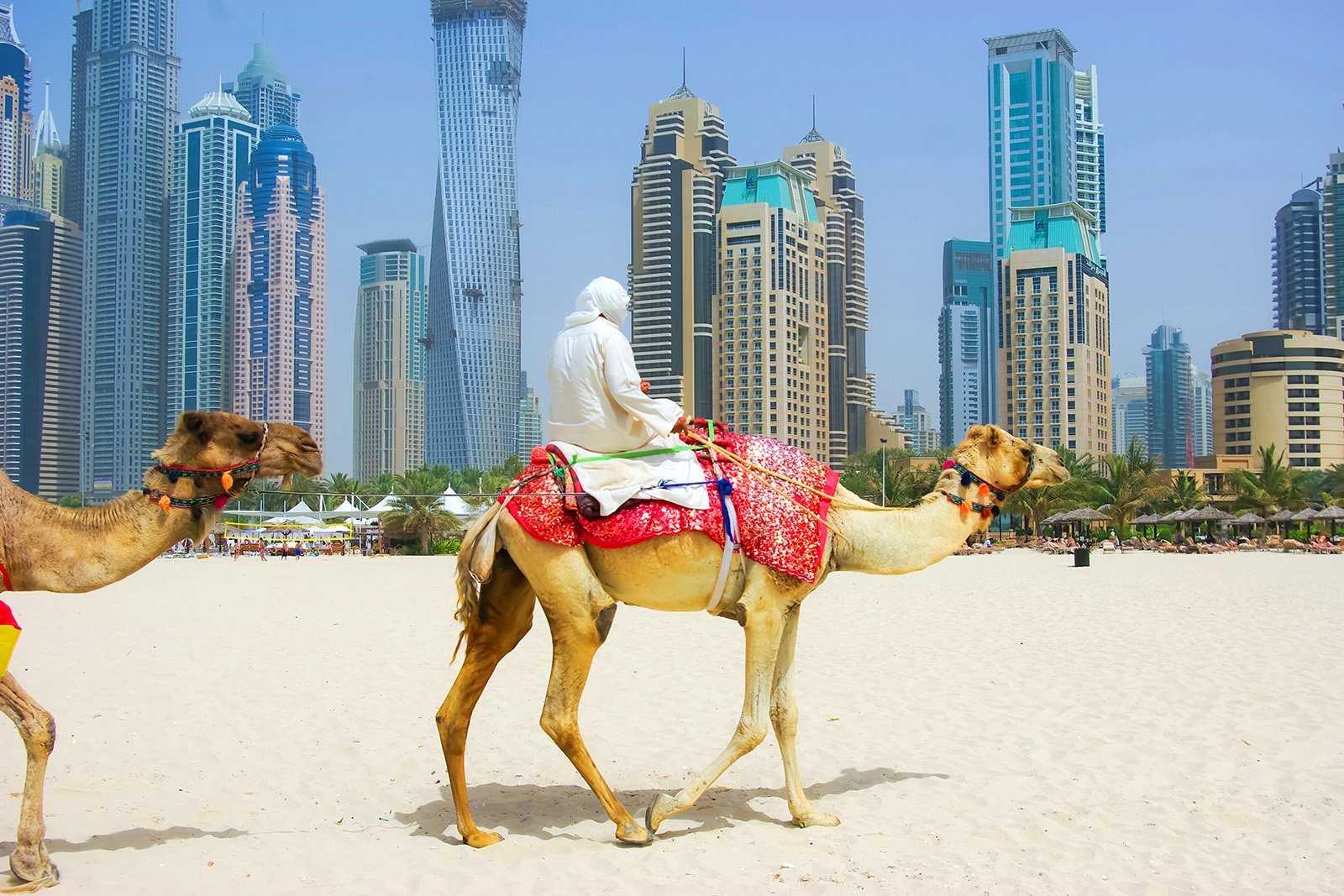 Как покататься на верблюде в Дубае