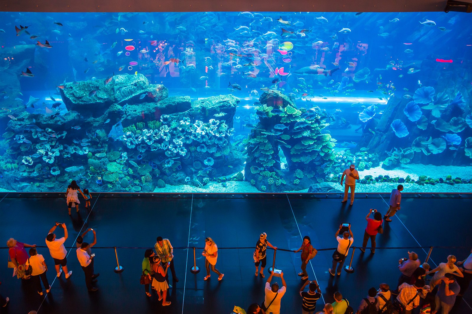 Как увидеть самый большой в мире аквариум в Дубае