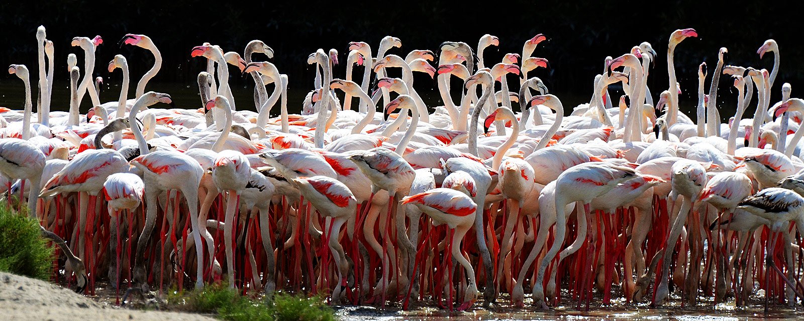 Как увидеть фламинго в Дубае