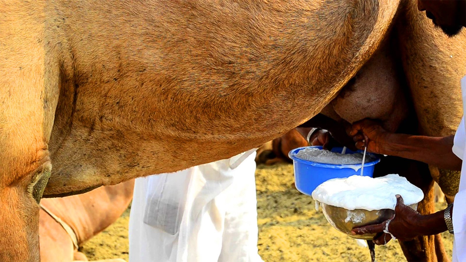 Как попробовать парное верблюжье молоко в Эль-Айне