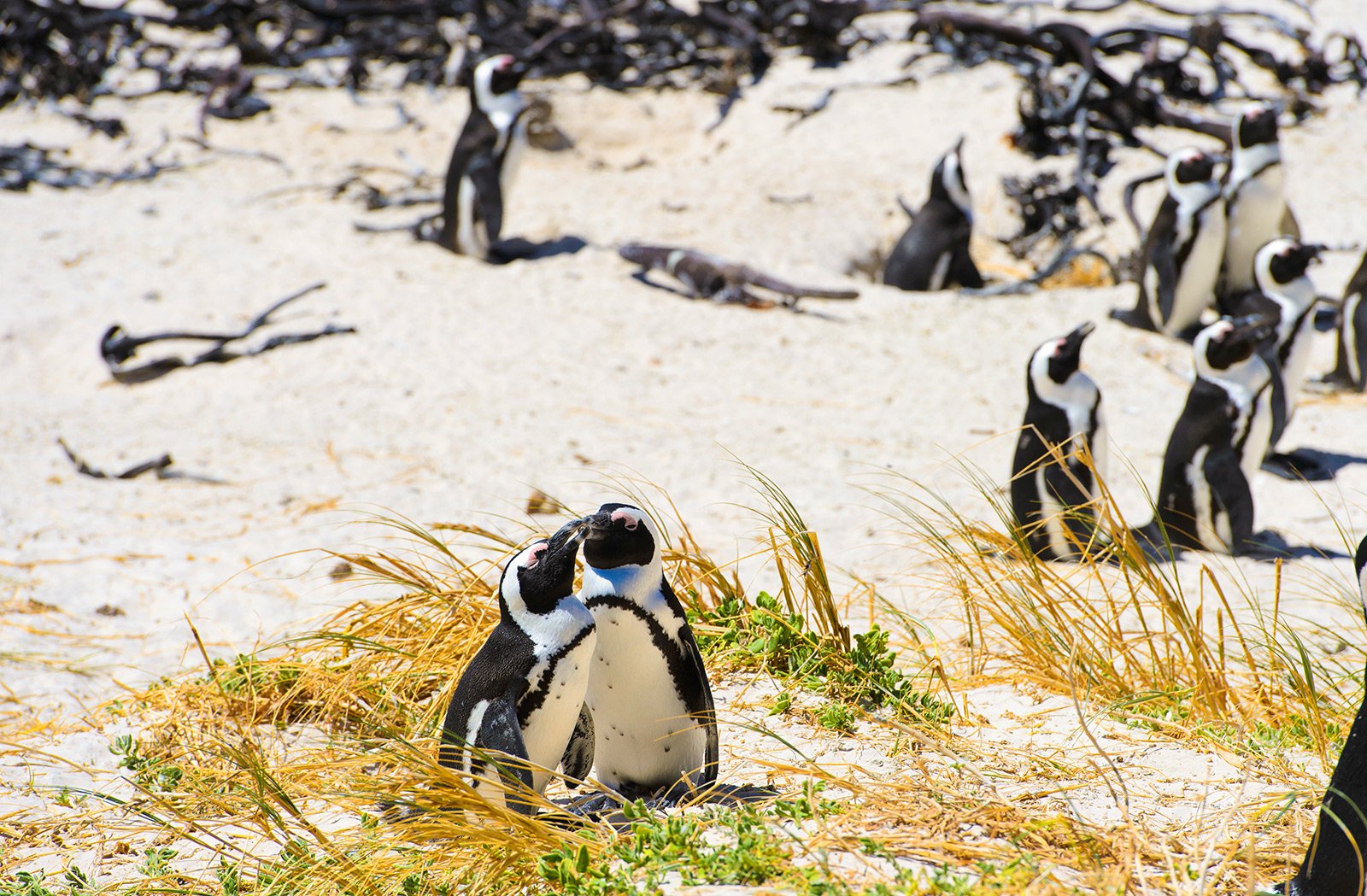 Как увидеть пингвинов в Африке в Кейптауне