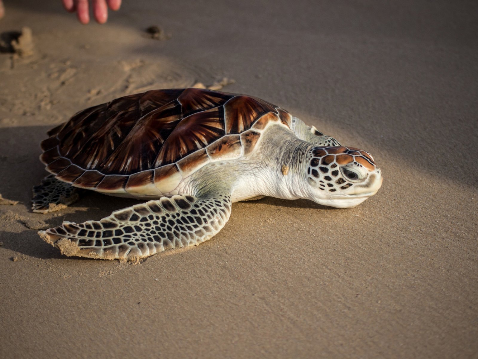 Как увидеть рождение морских черепах на Пхукете