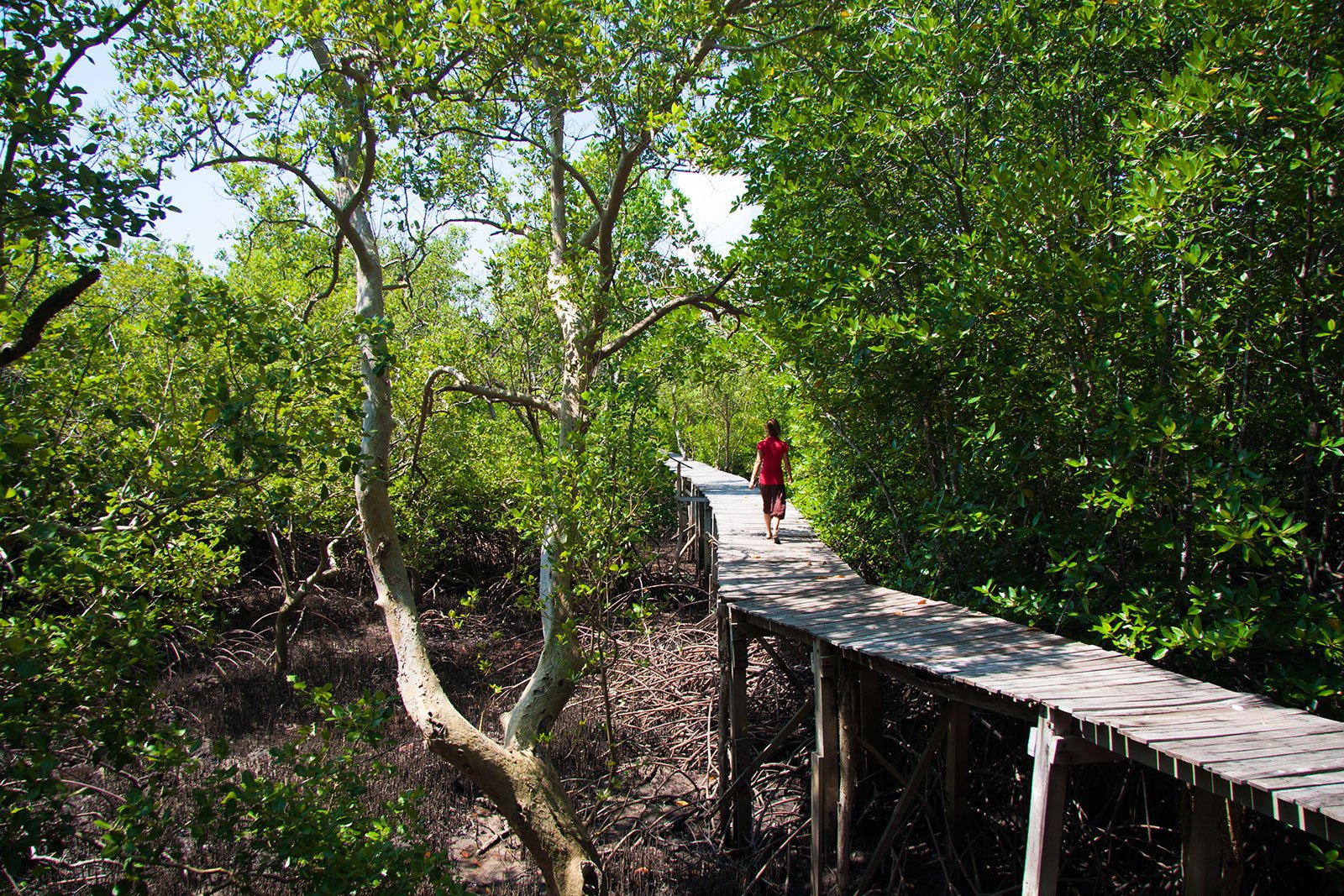 Как погулять по мангровым зарослям на Пхукете