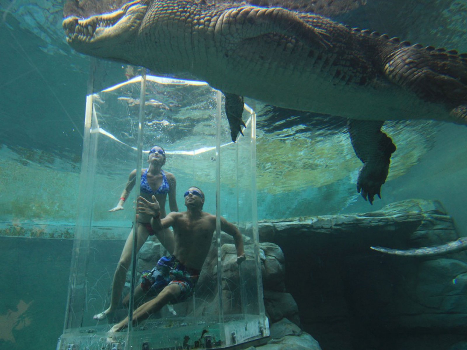 Как поплавать с гигантским крокодилом в Дарвине