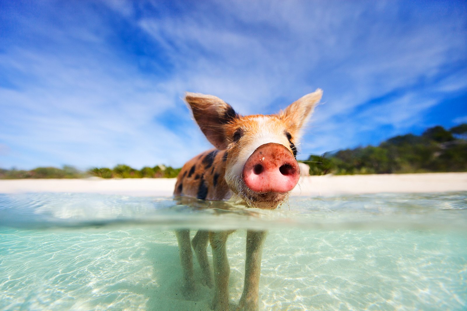 Как поплавать со свинками в Джорджтаун