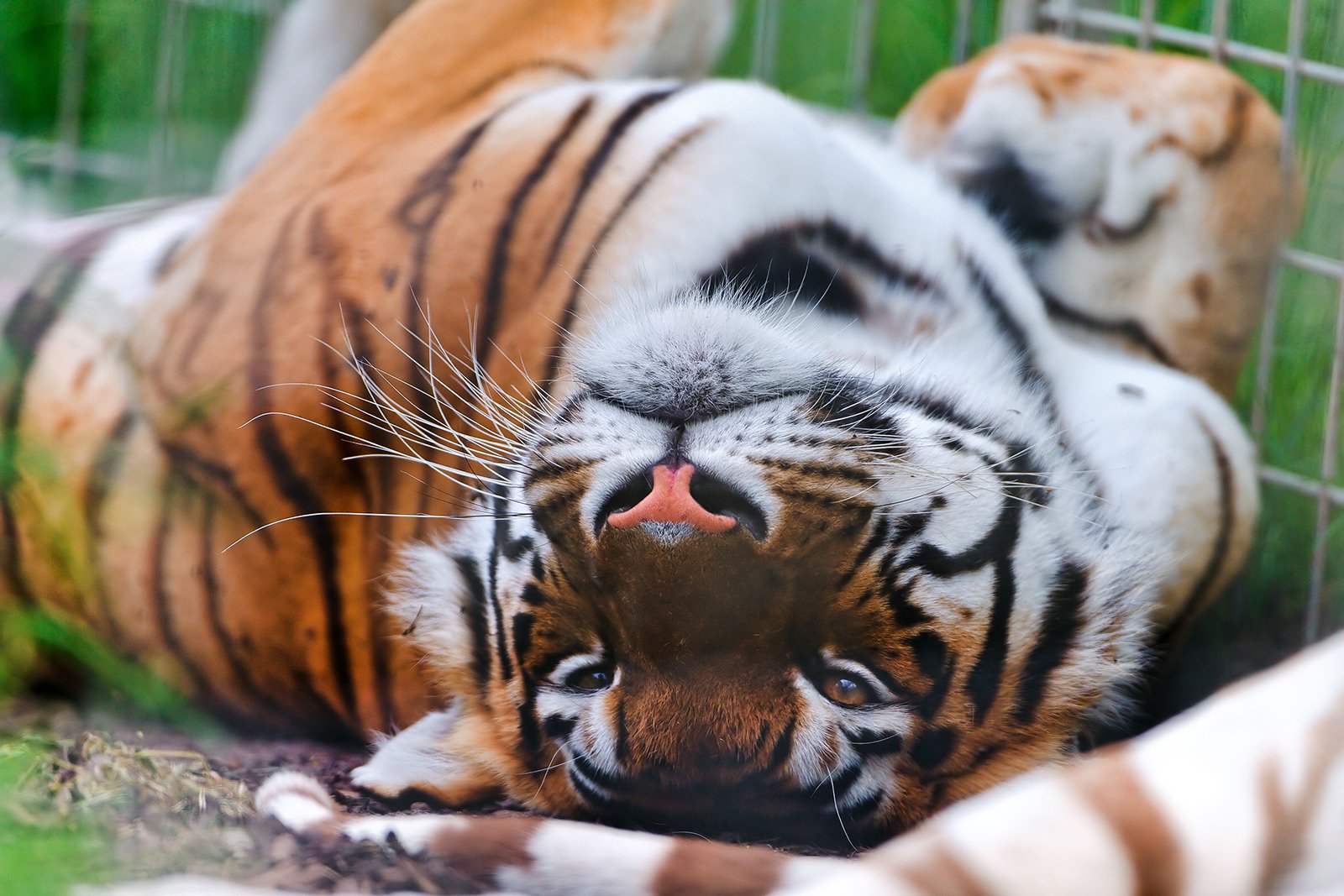 Как увидеть бенгальского тигра в Дубае