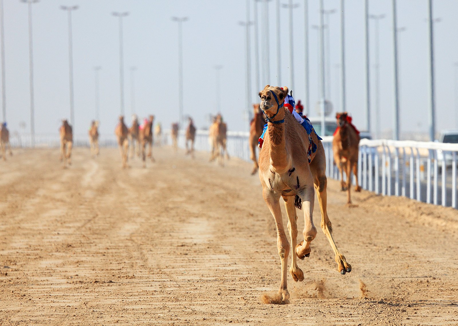 Как увидеть верблюжьи бега в Дубае