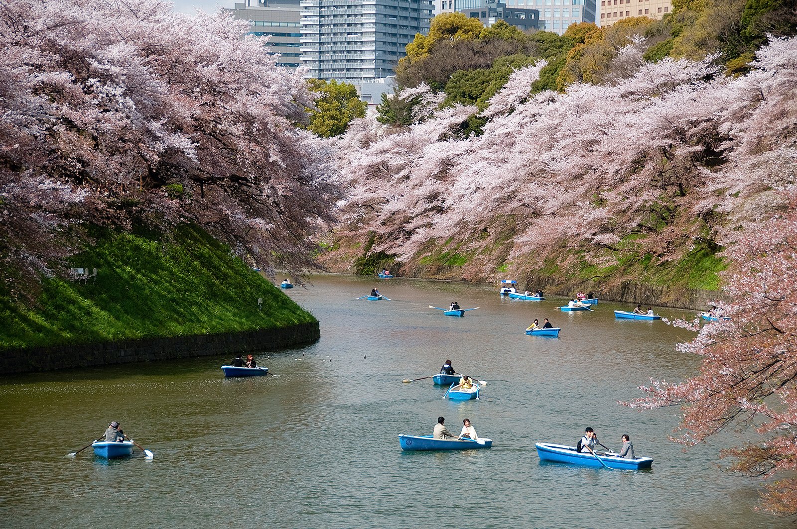Как покататься на лодке среди цветущих сакур в Токио