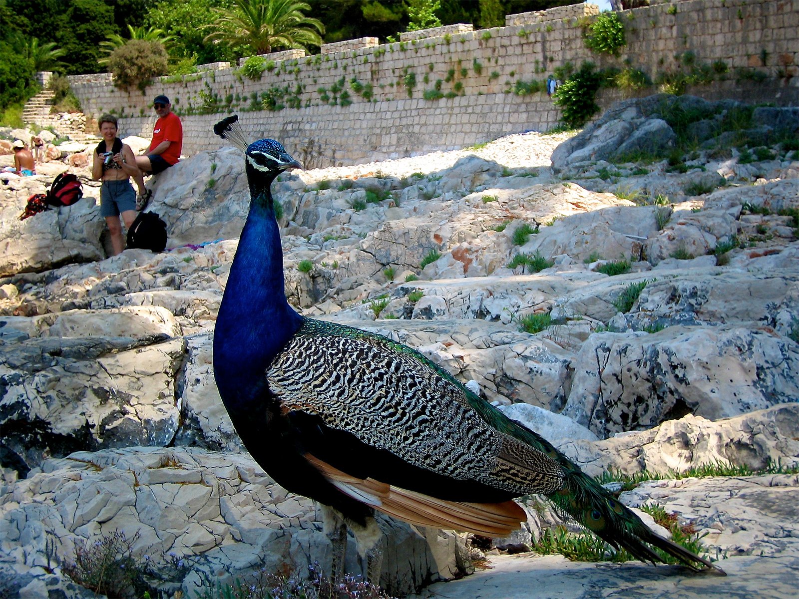 Как покормить павлинов у Мертвого озера в Дубровнике