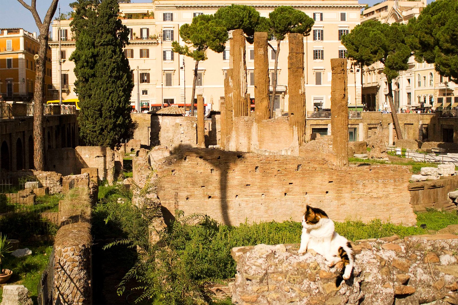 Как покормить котов в руинах Торре Арджентина в Риме