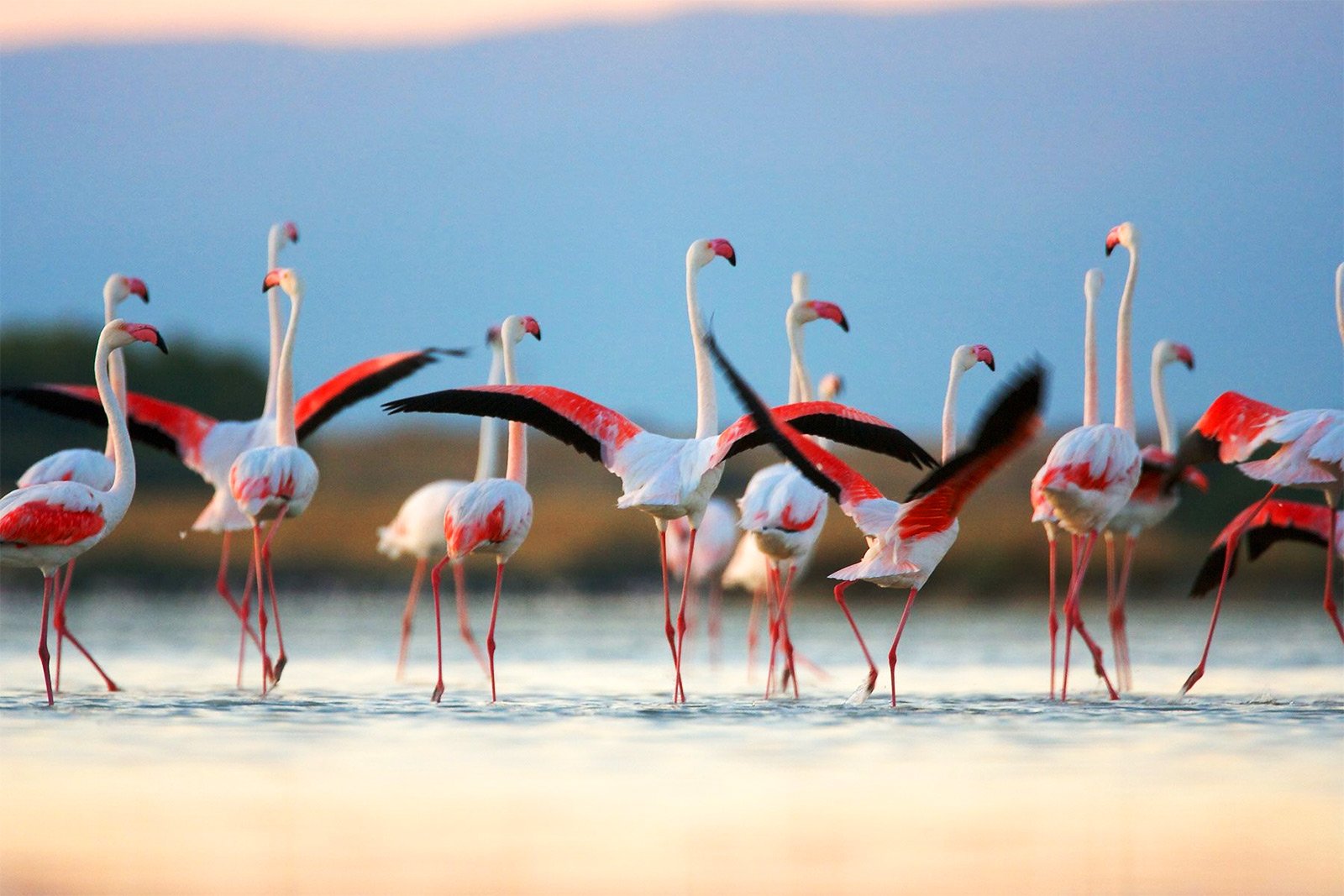 Как увидеть розовых фламинго на Сардинии