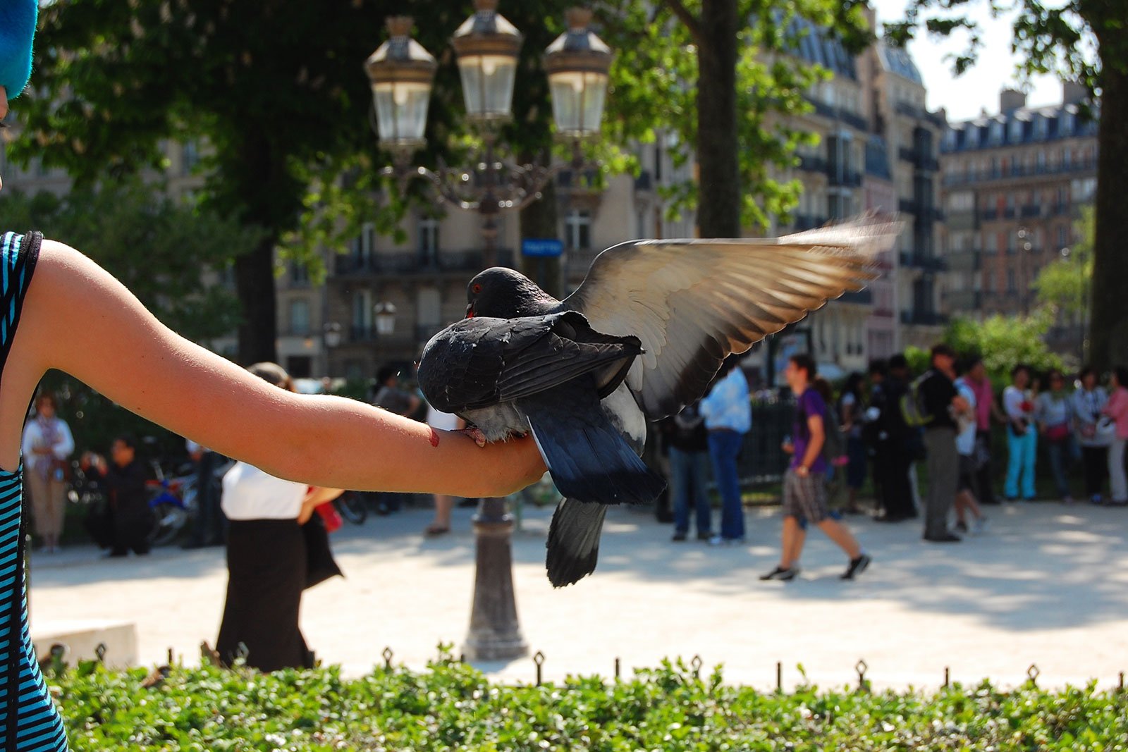 Как покормить голубей в Париже