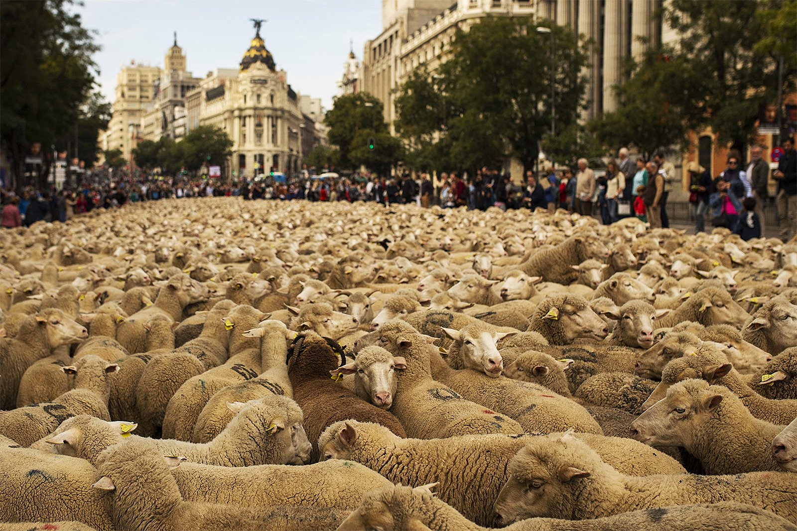 Как увидеть ежегодное шествие овец по городу в Мадриде