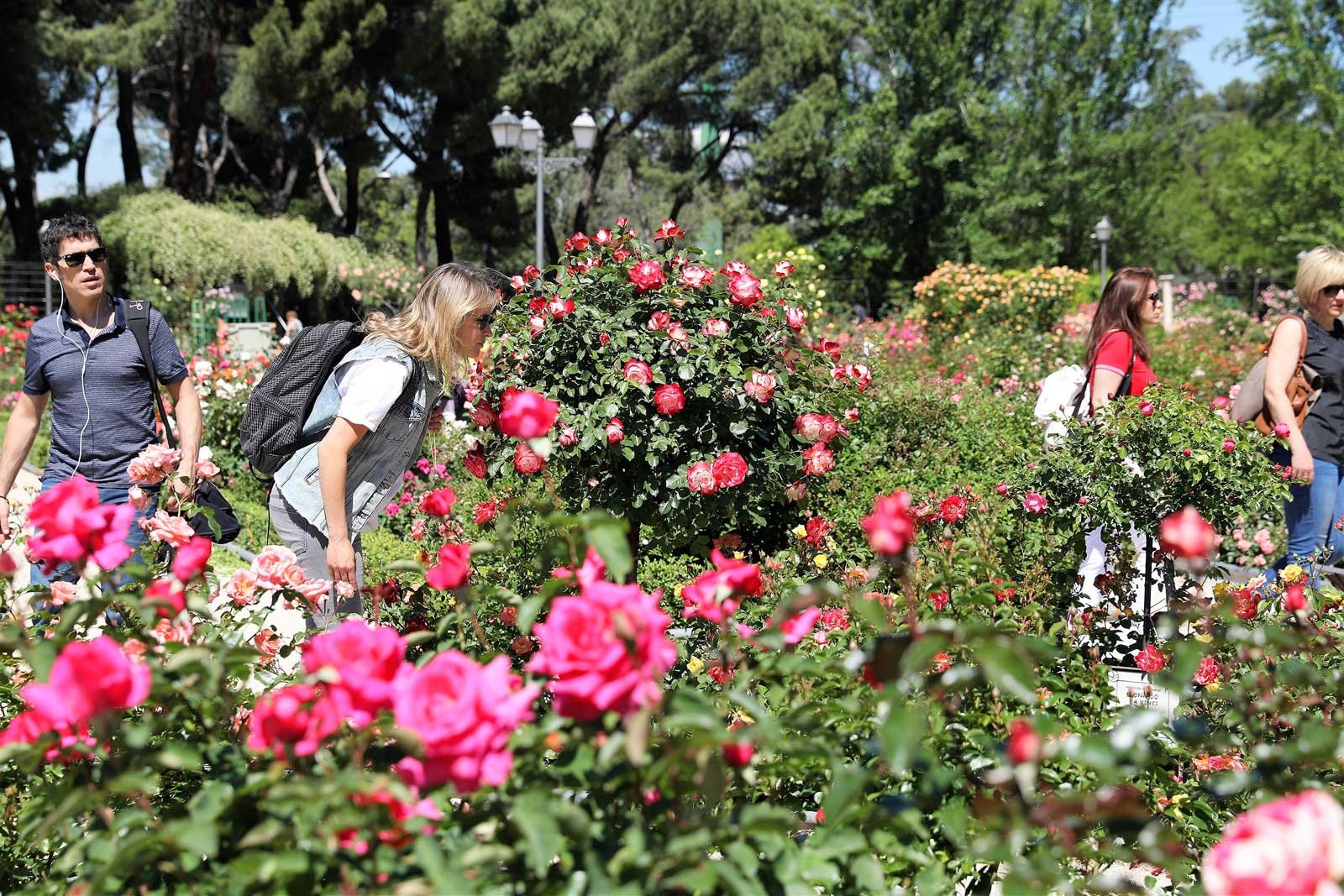 Как прогуляться по розарию в городском парке в Мадриде
