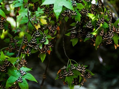 Увидеть тысячи бабочек на Родосе
