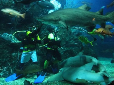 Дайвинг с серыми акулами в Бангкоке