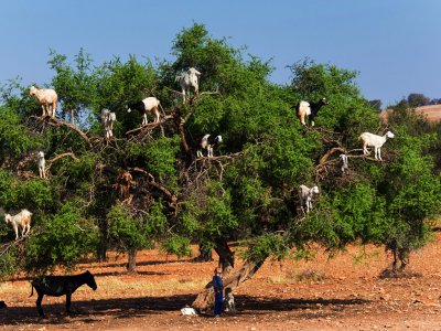 Увидеть коз, пасущихся на деревьях в Марракеше