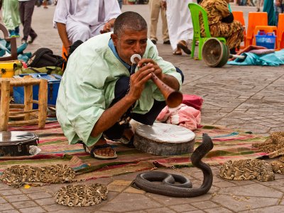 Увидеть заклинателей змей в Марракеше