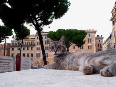Стать попечителем котов в Риме