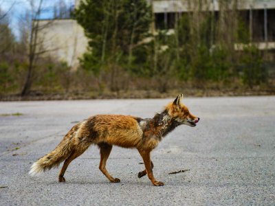 Увидеть зверей, живущих в городе-призраке в Чернобыле