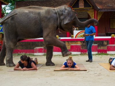Посмотреть шоу слонов на Пхукете