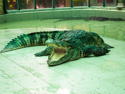 Потаскать за хвост крокодила на Пхукете