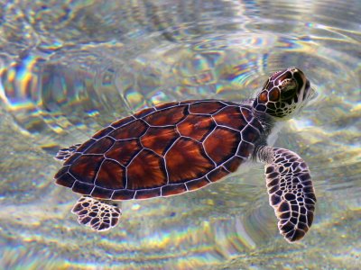 Выпустить черепашек в океан на острове Литл Корн в Манагуа
