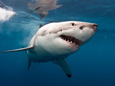 Подайвить с белыми акулами в Кейптауне