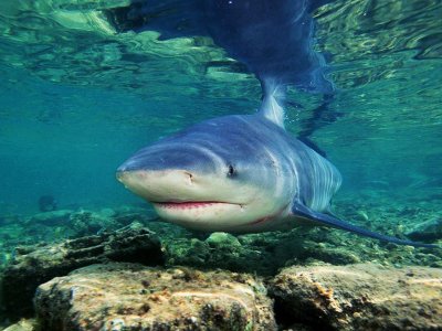 Покормить пресноводных акул в озере Никарагуа в Гранаде