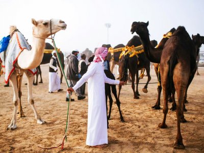 Увидеть конкурс красоты верблюдов в Абу-Даби