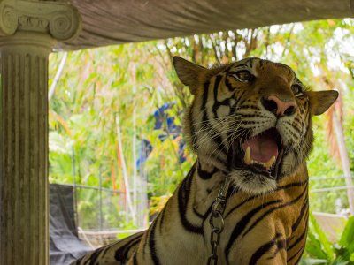 Погладить бенгальского тигра на Пхукете