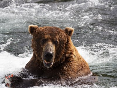 Увидеть медведя гризли в Анкоридже