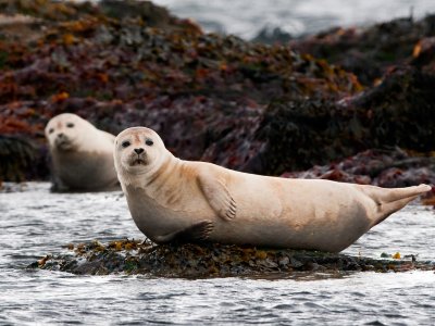 Увидеть морских тюленей в Рейкьявике