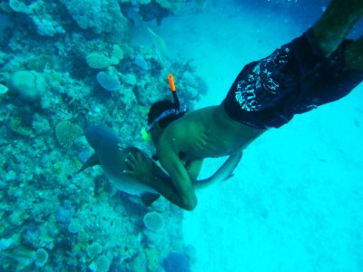 Поснорклить с рифовыми акулами в Тринкомали