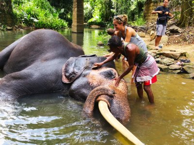 Искупать слона в Канди