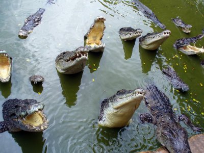 Покормить крокодила в Паттайе